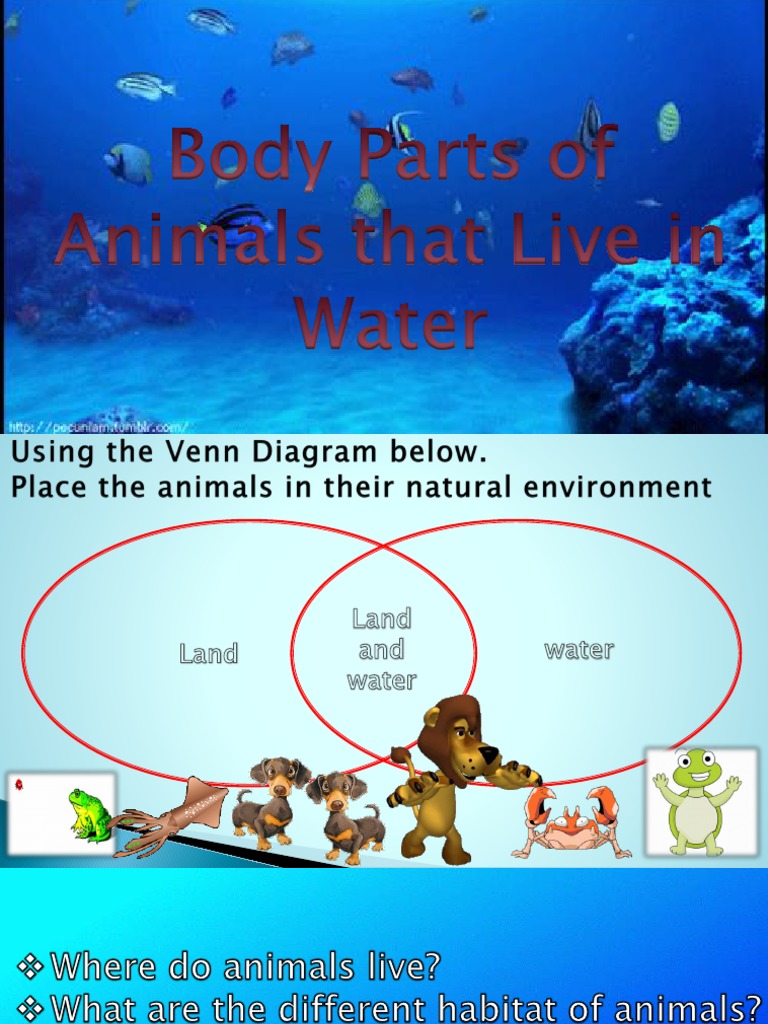 Lesson 20 Body Parts of Animals That Live in Water Fish Aquatic Animals