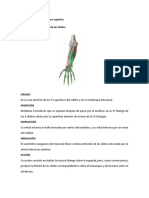 Extensor Comun de Los Dedos