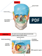 Cabeza Anterior