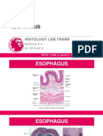 4.1B Esophagus (GIT)