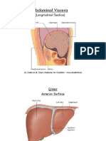 Abdominal Viscera: (Longitudinal Section)