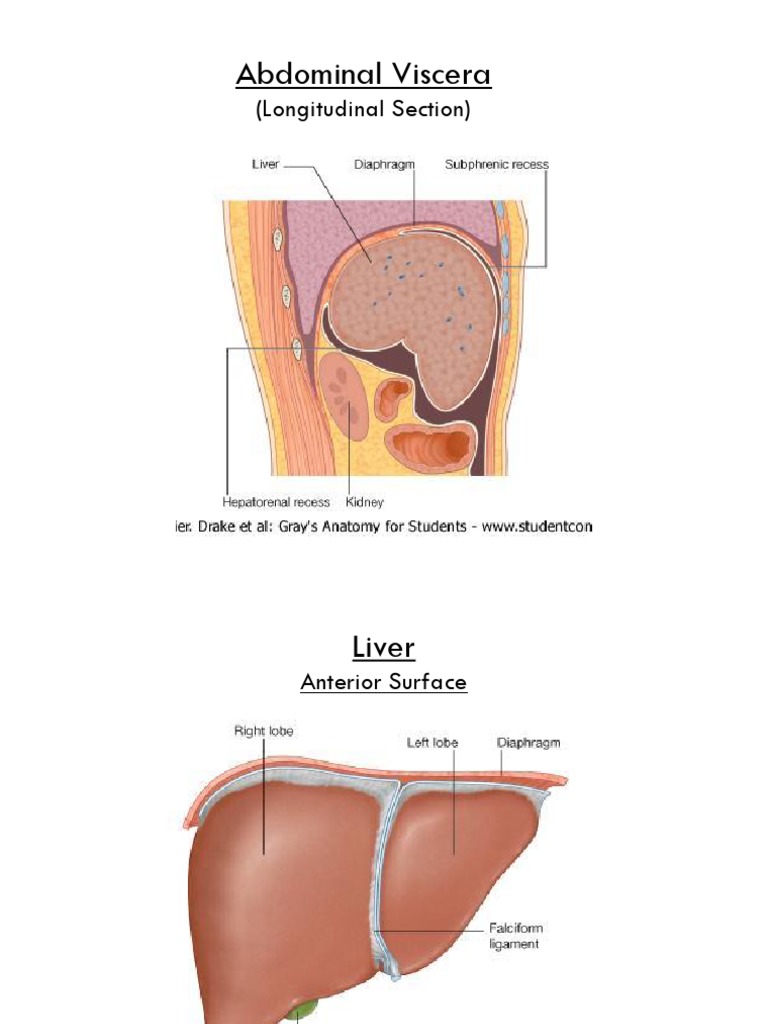 Abdominal Viscera: (Longitudinal Section) | PDF