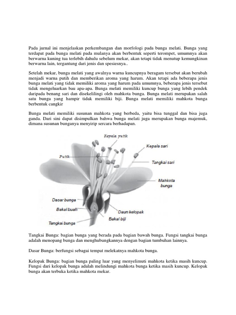 Morfologi Melati Pdf