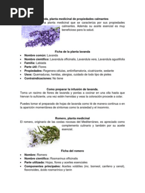 Plantas Medicinales Ajo Romero