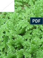 Effects of Inorganic Nutrient P and N Application On Azolla Biomass Growth and Nutrient Uptake - IJAAR-Vol-14-No-2-p-1-9