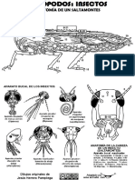 Saltamontes Insecto Ficha PDF