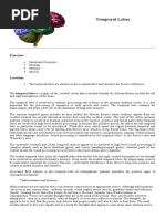 Temporal Lobes