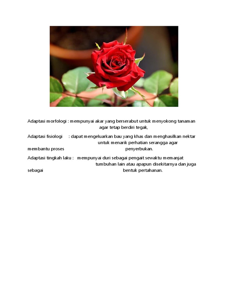 Adaptasi Morfologi