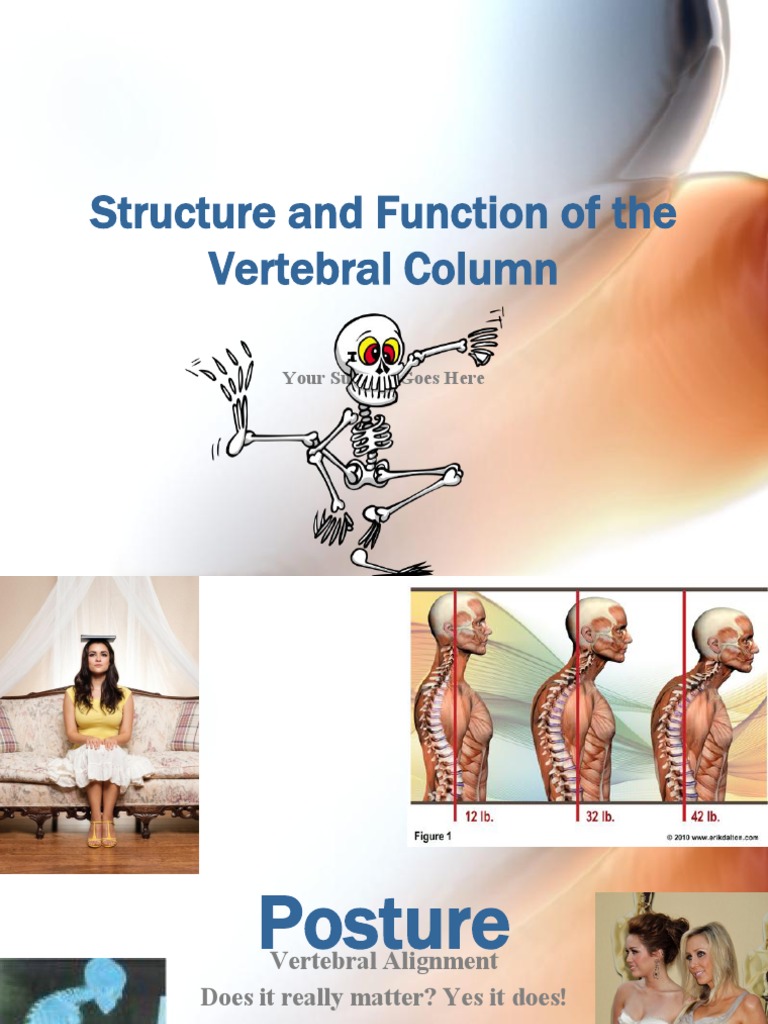 Structure and Function of the Spine | PDF | Vertebra | Vertebral Column