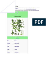 Cannabis sativa.docx