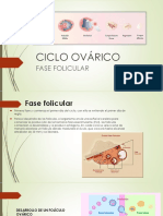 Fase Folicular