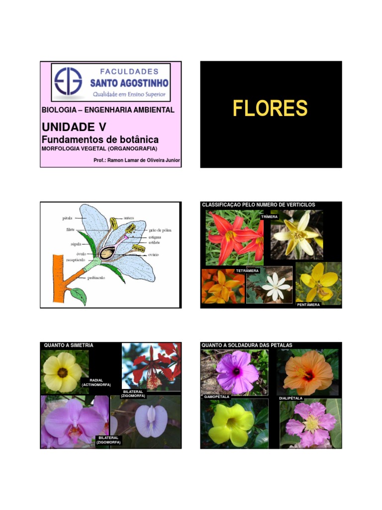 Morfologia Vegetal: Flores e Frutos | PDF | Fruta | Flores