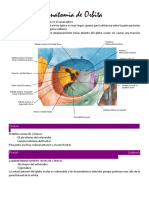 Anatomia (Oftalmologia)