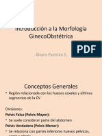 Introducción A La Morfología GinecoObstétrica