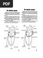 Ficha Estudos Coração Sistema Circulatorio 8 Ano