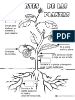 Partes de Las Plantas Actividades PDF