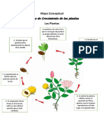 Mapa Conceptual Las Plantas