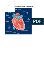 Jantung Dan Fungsinya