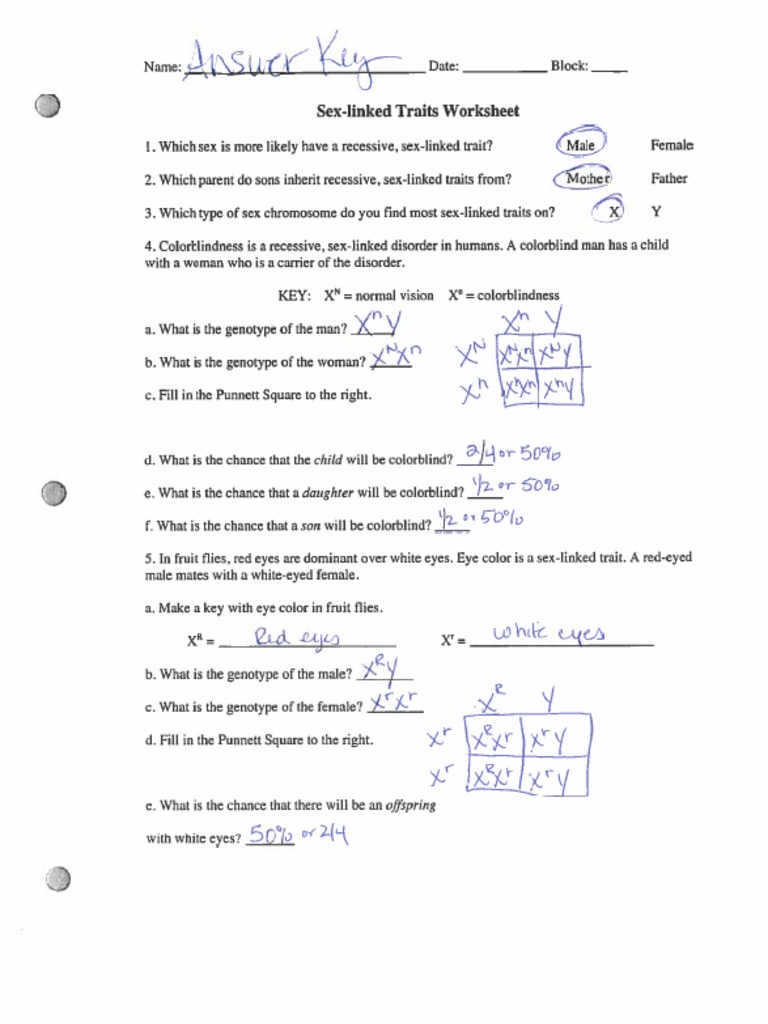 Sex Linked Punnet Square Practice 1 Answer Key Pdf 