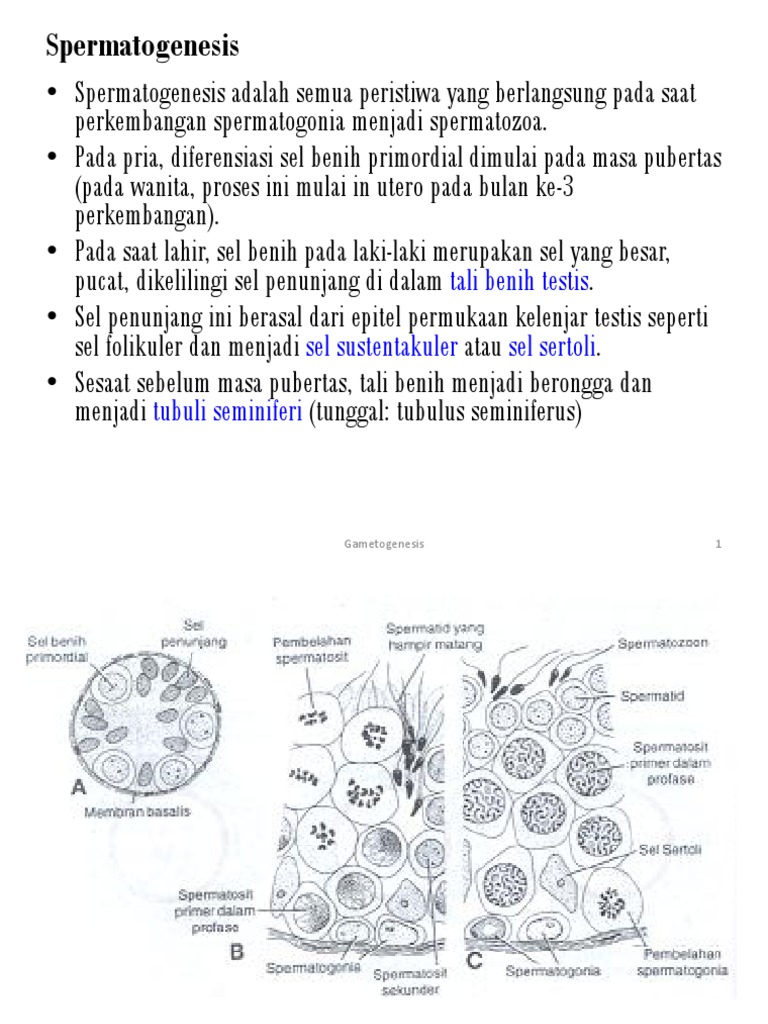 Spermatogenesis Dan Oogenesis