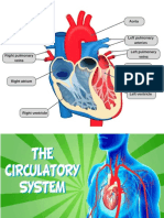 Circulatory System