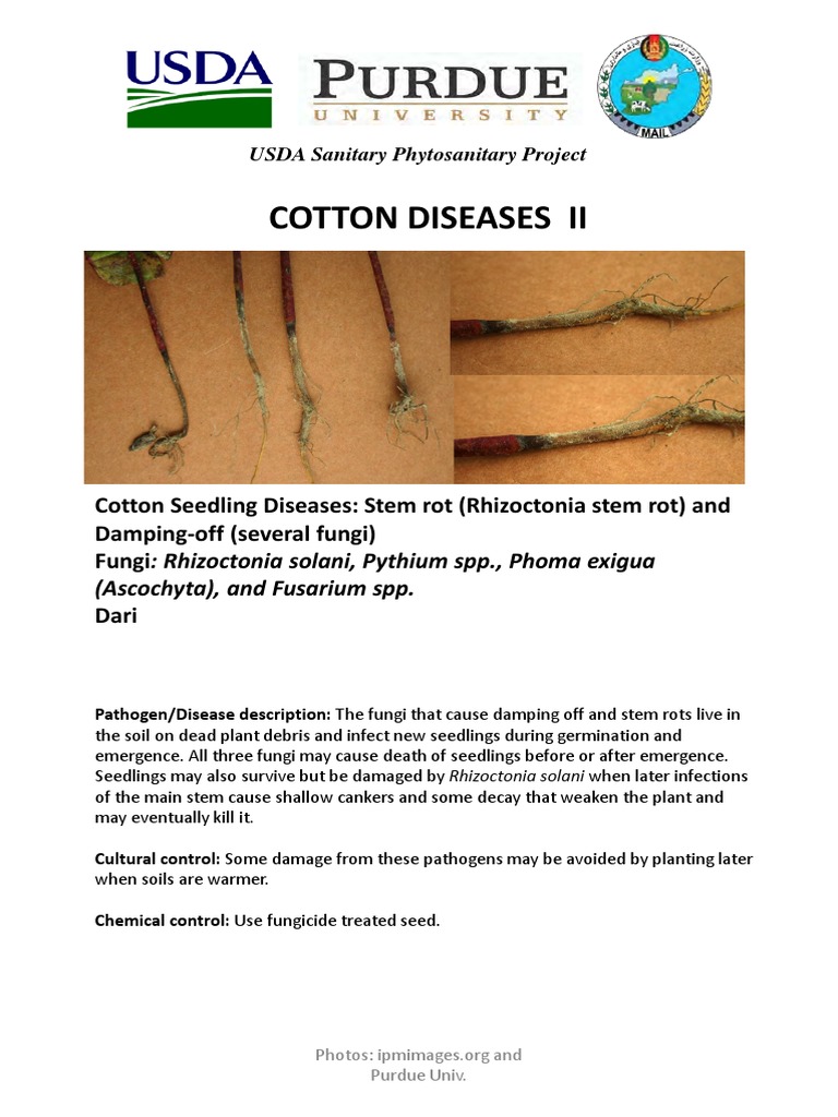 Cotton Diseases: Key Pathogens and Control | PDF | Immunology | Pathology