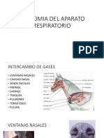 Anat. Aparato Respiratorio y Digestivo