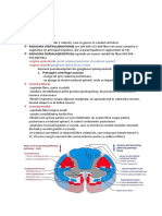 Curs 2 Mcurs 3 Neuroanatomie