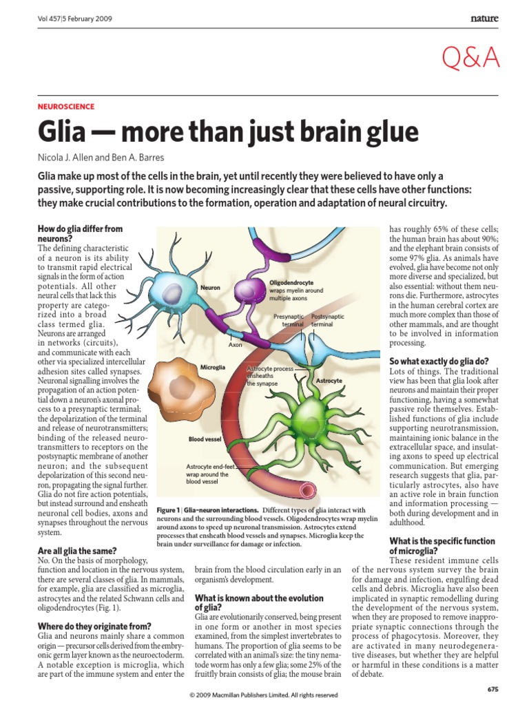 Glia - More Than Just Brain Glue: Nicola J. Allen and Ben A. Barres ...
