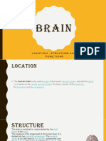 Brain: Location, Structure and Functions