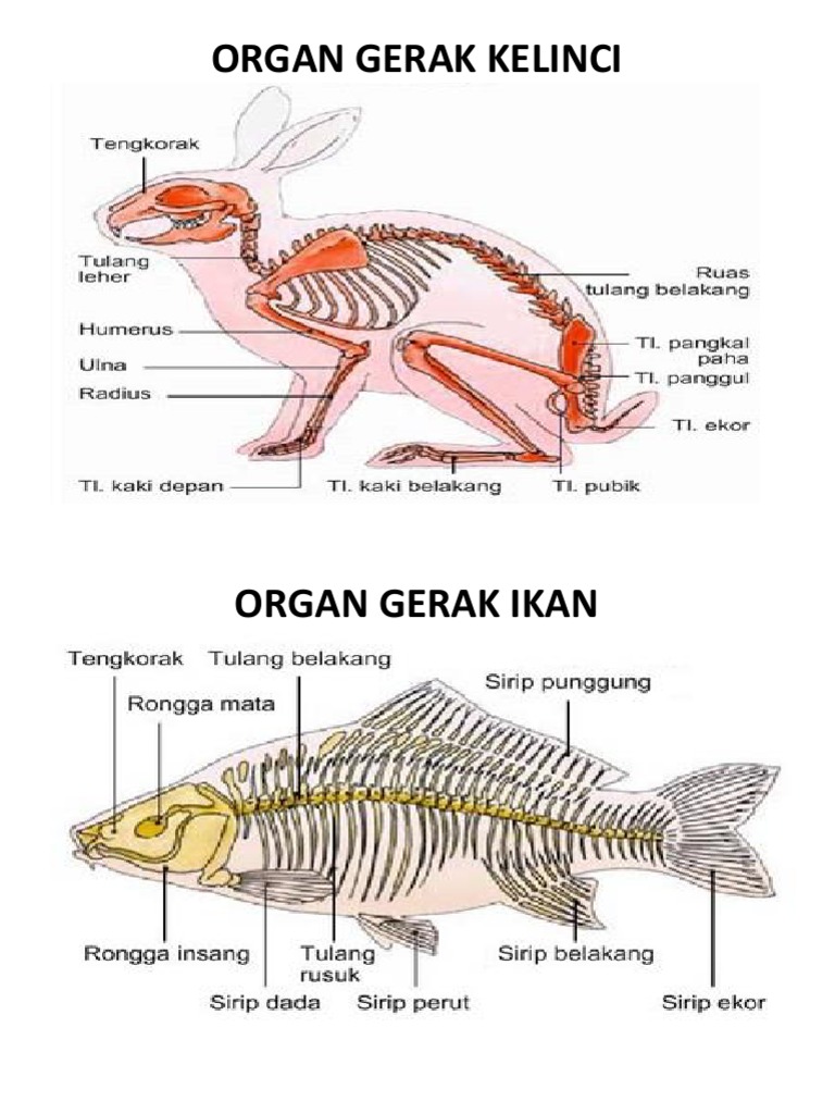 Organ Gerak Kelinci Angkoo