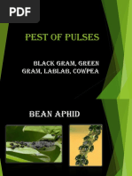 Pest of Pulses