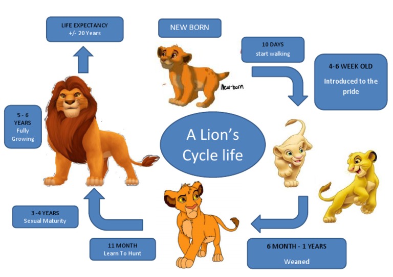 Panthera Leo Leo (The African Lion) - Mind Map