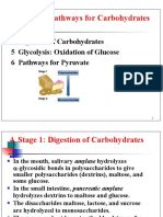 Metabolic Pathways For Carbohydrates