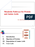 Metabolic Pathways For Protein and Amino Acids: Dr. Lilia Dewiyanti, Spa, Msimed