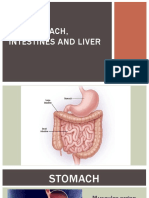 Stomach, intestine and liver