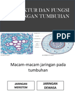 Struktur Dan Fungsi Jaringan Tumbuhan