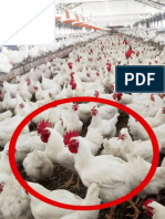 Diversity of Poultry Farming Units in Urban and Peri-Urban Areas of North Benin - IJAAR-Vol-13-No-1-p-11-20