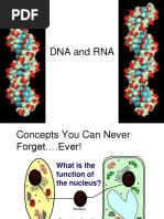 DNA Replication