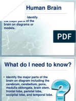 The Human Brain: SC.912.L.14.26 Identify The Major Parts of The Brain On Diagrams or Models