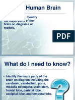 Major Parts of the Human Brain