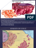 Diap Unidad 13 Apa Golgi-Liso-Perox