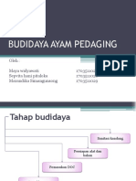 Budidaya Ayam Pedaging