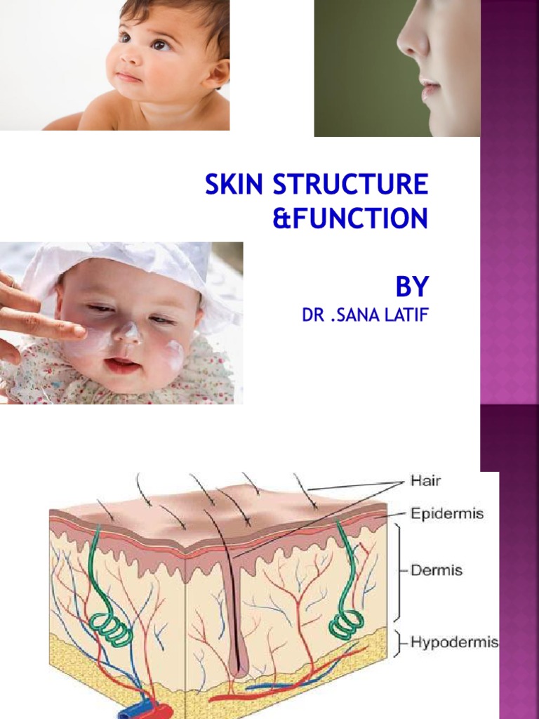 Baby Skin Vs. Adult Skin Structure, Function And Composition – UDULPI