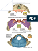 Anatomia de Cranio