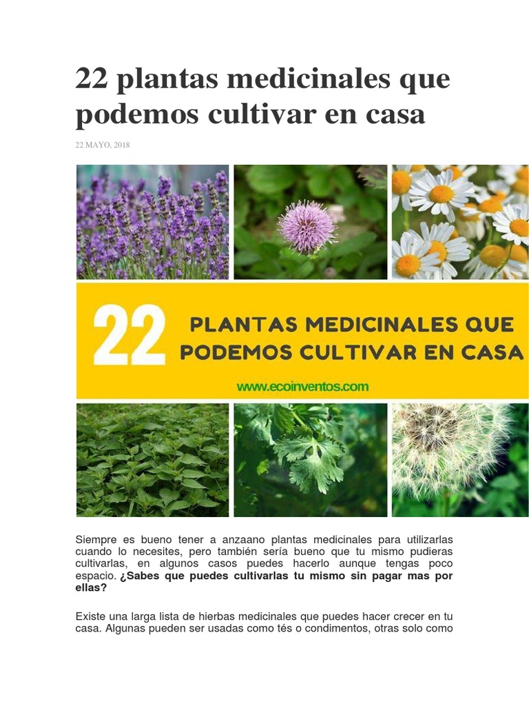 Prohibir imitar heredar 22 Plantas Medicinales Que Podemos Cultivar en Casa | PDF | Té | Plantas  medicinales