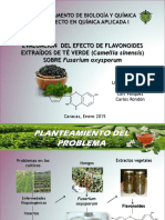 Presentación Proyecto Efecto Antifúngico Del Té Verde