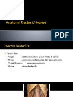 Anatomi Tractus Urinarius SMT 4