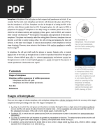 Interphase