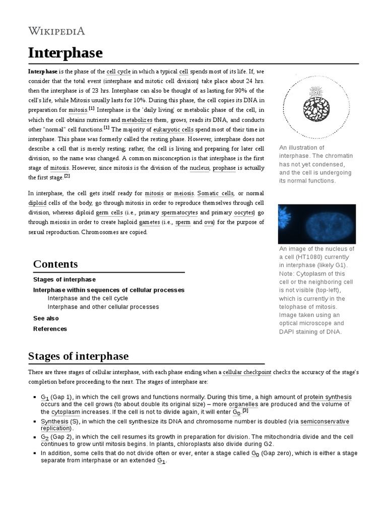 Interphase | PDF | Mitosis | Cell Cycle